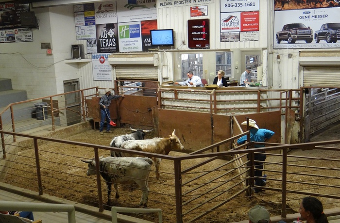 Amarillo kvægauktion 3, Texas