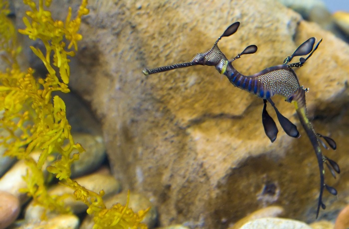 Sjove skabninger i Georgia Aquarium i Atlanta