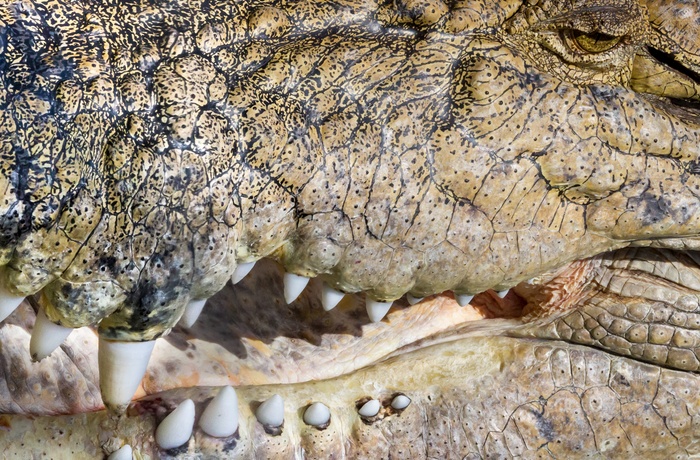 Nærbillede af krokodille i Australien