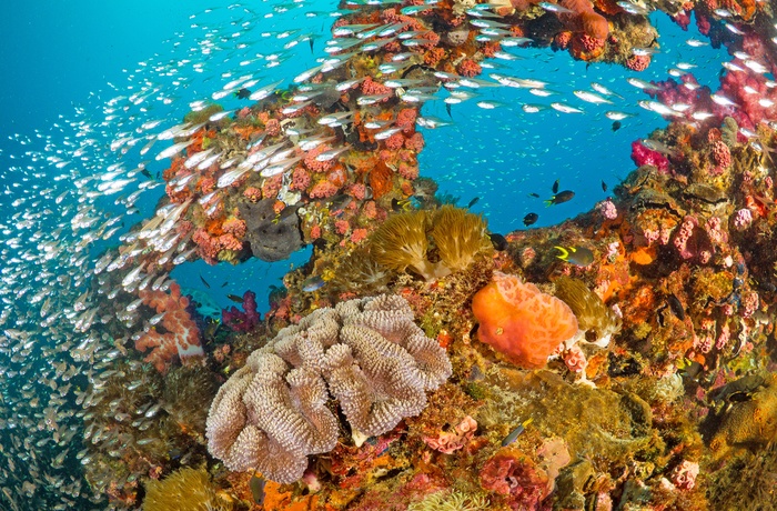 Fiskestime i Great Barrier Reef - Queensland i Australien