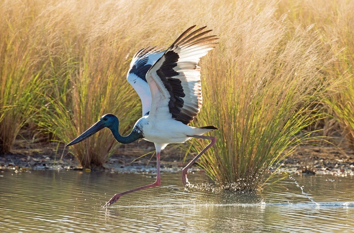 Sorthalset stork i Queensland - Australien