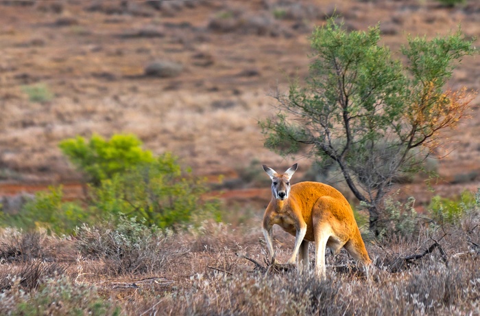 Kænguru i Flinders Ranges Nationalpark, South Australia