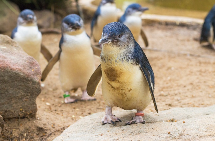 Penguin Parade på Phillip Island, Victoria i Australien