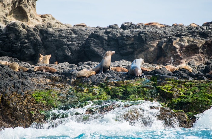 Pelssæler ved Phillip Island, Victoria i Australien