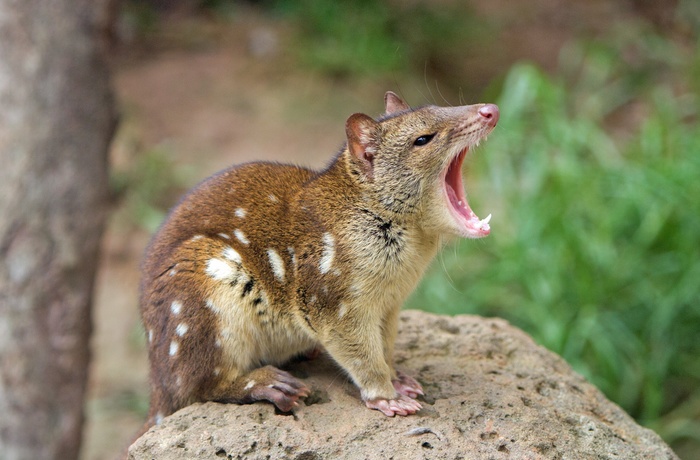 Tiger Quoll i Australien, pungdyr i Australien