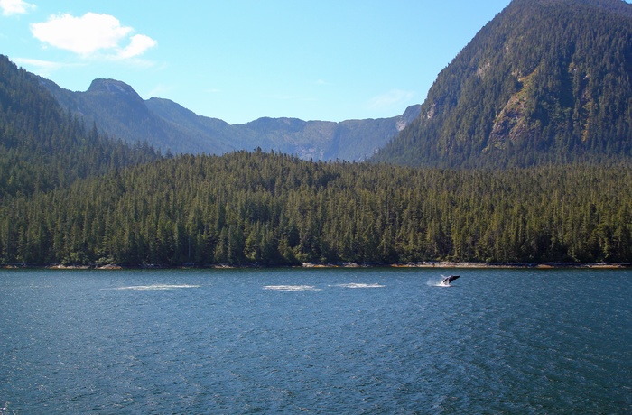 Hval langs kysten set fra færge langs Inside Passage i British Columbia