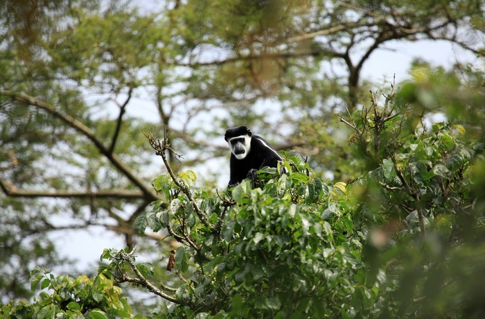 Sort-hvide colobus abe i Bigodi Wetland Sanctuary - Uganda