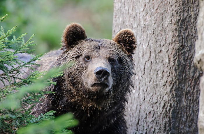 Bjørnecenteret i Arcturos - Grækenland