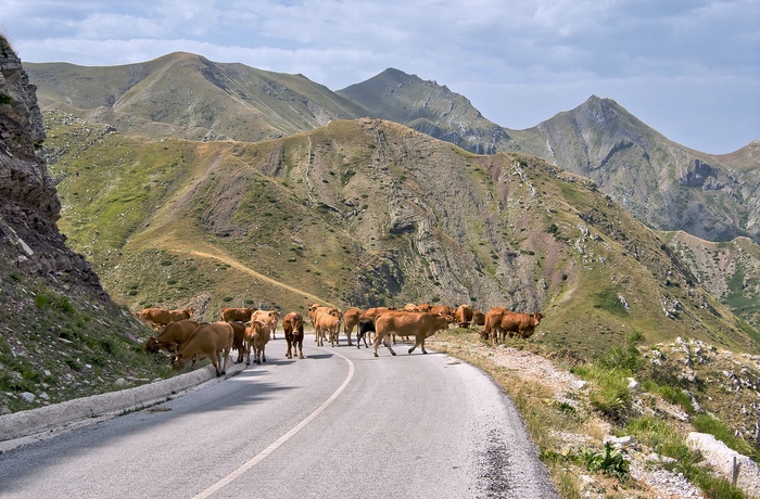 Trafikprop på bjergvej i Pindus-bjergene - Grækenland