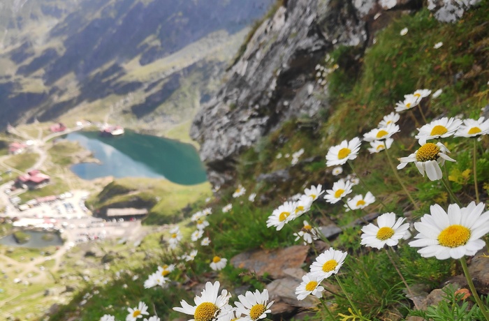 Blomser og Balea-søen - gletsjersø i Fagaras-bjergene i Transsylvanien - Rumænien