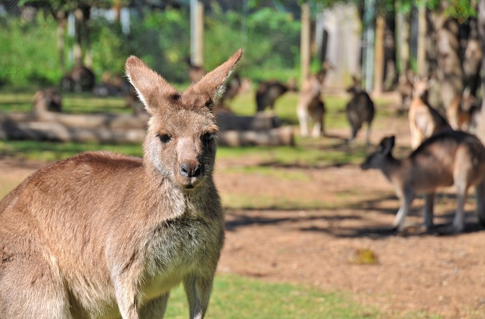 Kænguruer i Lone Pine Koala Sanctuary, Brisbane i Queensland