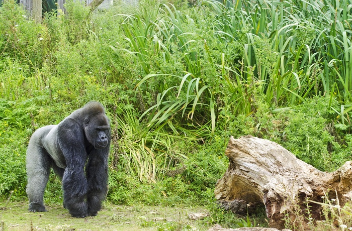 Bristol Zoo er kendt for deres gorillaer, Sydengland