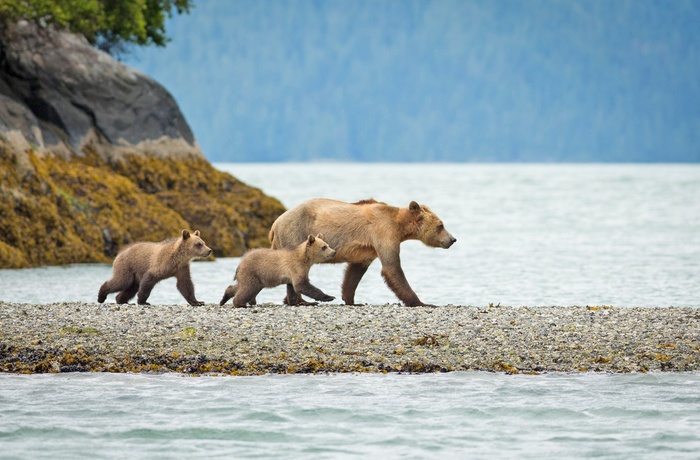 Grizzlybjørn med unger, British Columbia i Canada