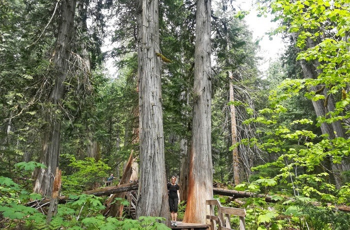 Giant Cedars Boardwalk Trail i Mount Revelstoke National Park, British Columbia i Canada