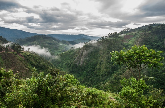 Udsigt mod Bwindi Impenetrable National Park - Uganda