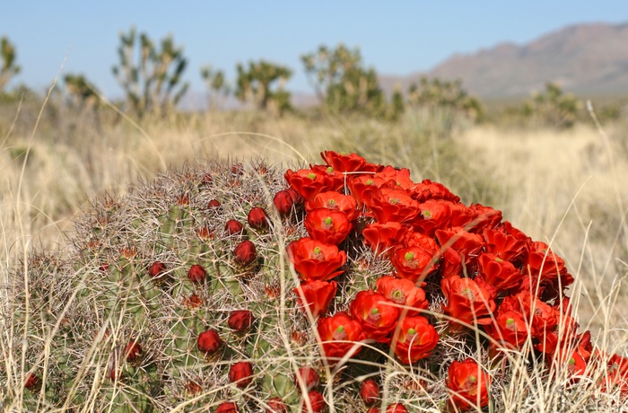 Forår i Mojave National Preserve, Californien
