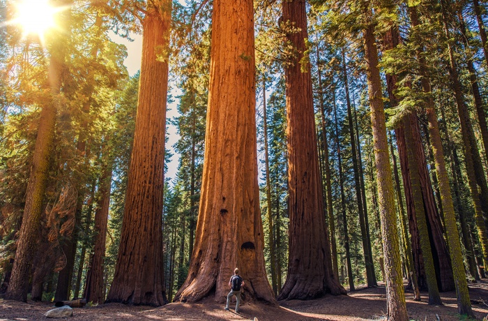 Redwood National and State Parks i Californien, USA