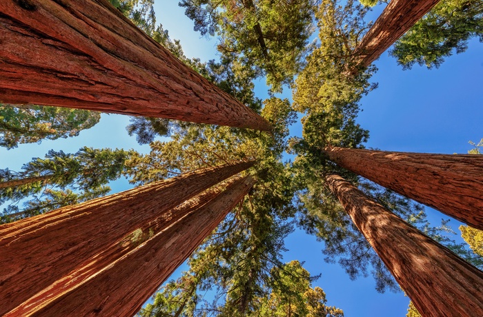 Redwood National and State Parks i Californien, USA