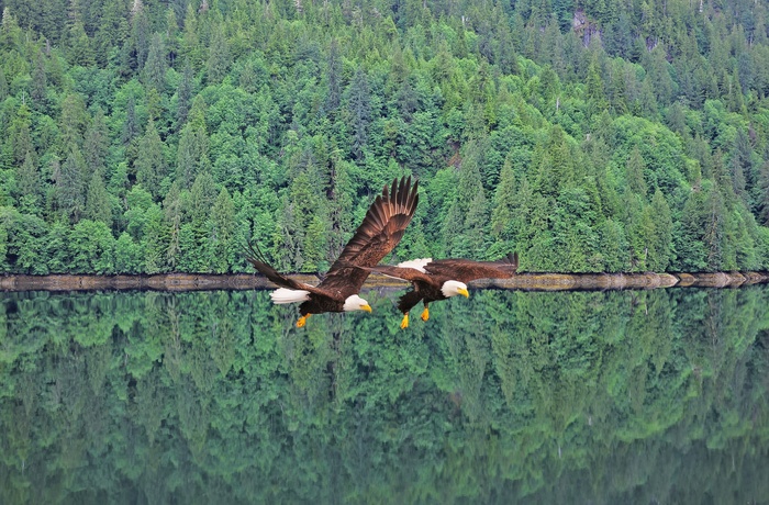 2 ørne over sø i Canada