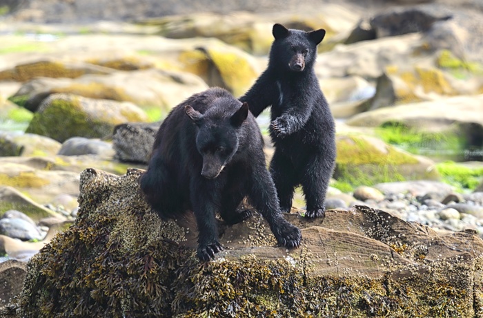 En bjørn med sin unge ved Tofino på Vancouver Island 