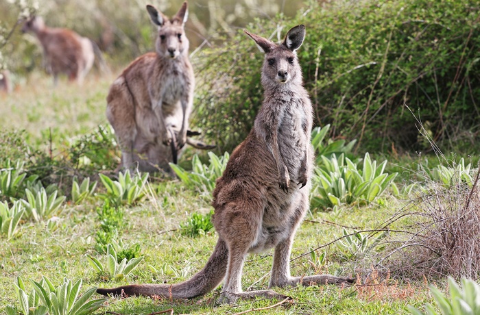 Kænguruer i Tidbinbilla naturreservat tæt på Canberra, Australien