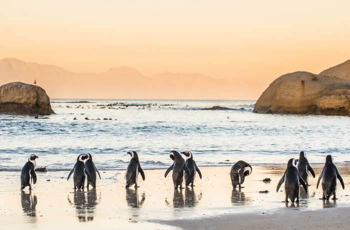 Pingviner på Boulders Bay, Cape Town - Sydafrika