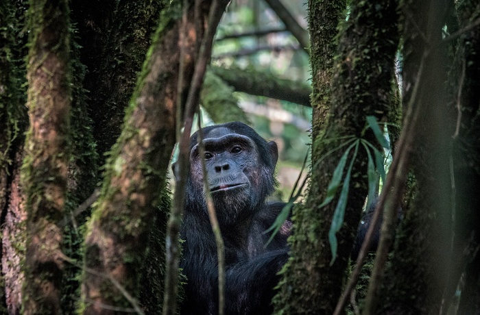 Chimpanser i Kibale National Park - Uganda