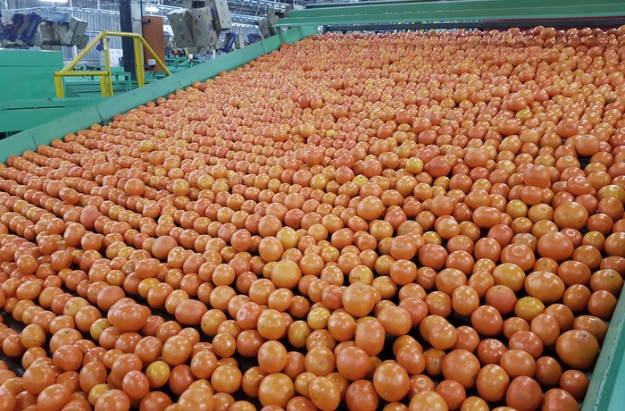 Citruspakkeri nær Addo i Eastern Cape - Sydafrika