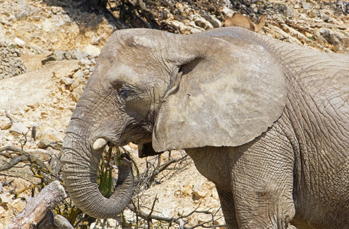 Kæmpe elefant i zoo