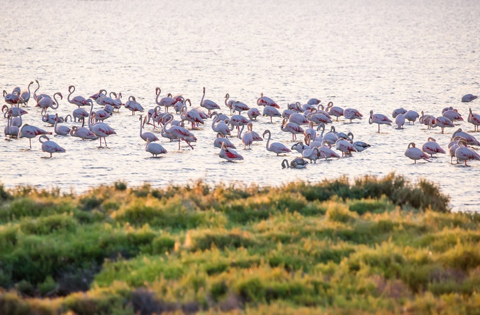 Flamingoer i Ebro Deltaet, Costa Dorada i Spanien