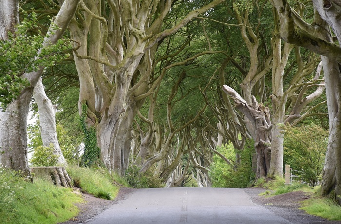 The Dark Hedges