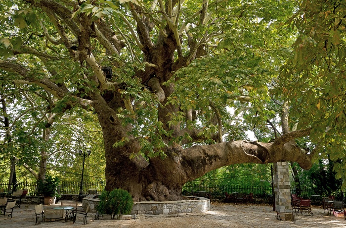 Det 1000 årige platantræ i byen Tsagarada Pelion-halvøen - Grækenland