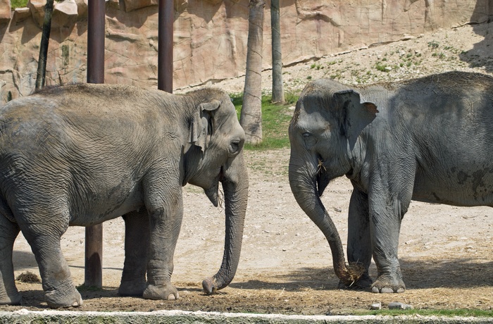 Elefanter i zoo