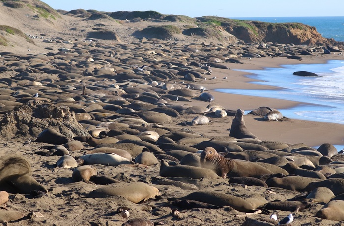 Søelefanter i San Simeon bugten