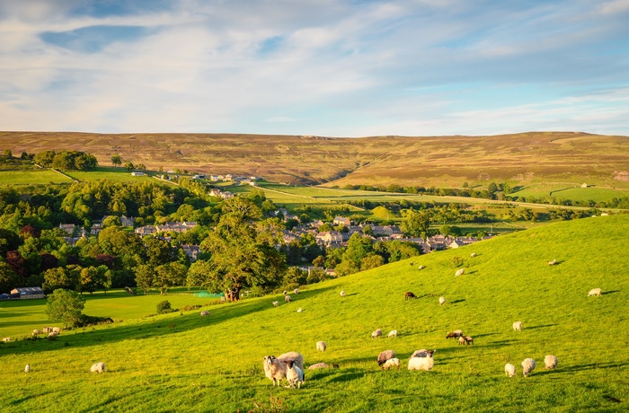 England, North Pennines - får på markerne over byen Stanhope i County Durham