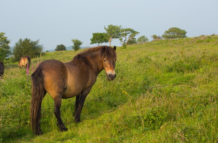 England, Somerset - vild pony på Quantock Hills