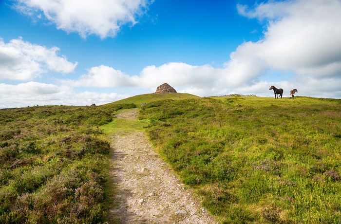 England, Somerset - vilde heste ved stien til Dunkery Hill i Exmoor National Park