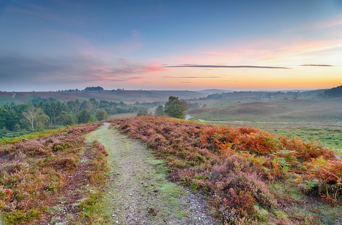 New Forest Nationalpark i det sydlige England