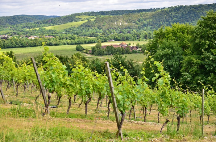 Vínmark i Sussex, Sydengland