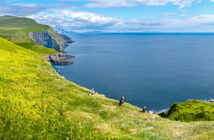 Hikere og de små lunder eller søpapegøjer på Mykines, Færøerne