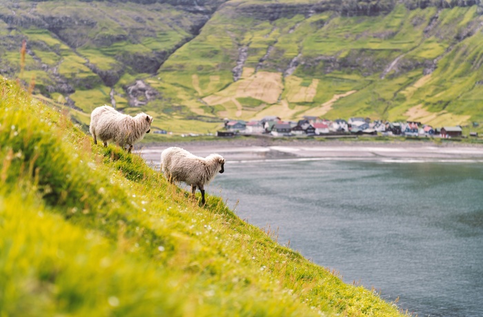 Får og lille kystby på øen Streymoy, Færøerne