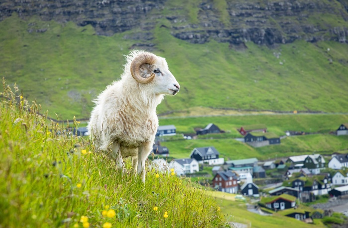 Får med landsby i baggrunden på øen Vàgar, Færøerne