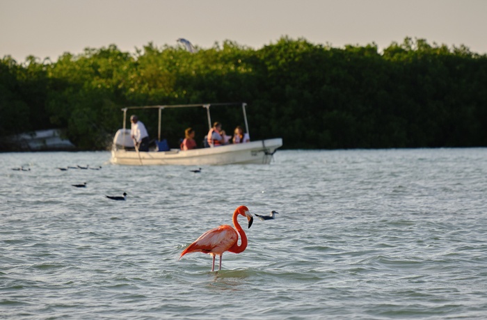 Flamingoer i Río Lagartos Biosfærereservat på Yucatan-halvøen - Mexico 3.jpeg