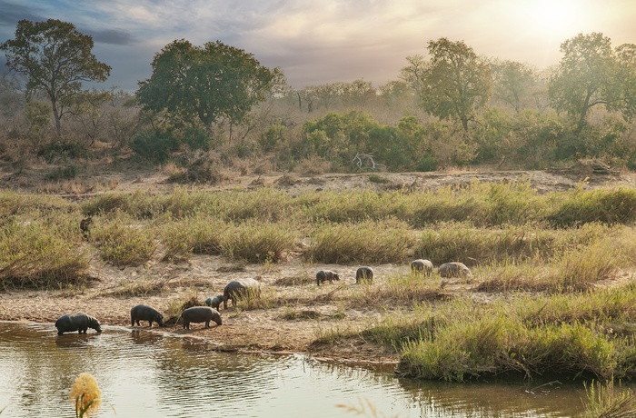 Flodheste ved bredden af Sabie River i Sydafrika
