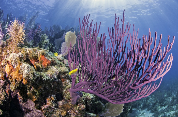Koraller i John Pennekamp Coral Reef State Park i Florida, USA