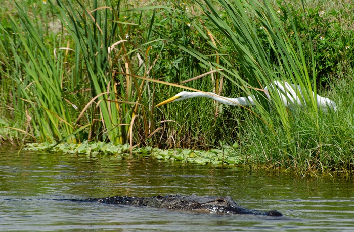 Fugl og alligator langs Lake Apopka Wildlife Drive i Florida, USA