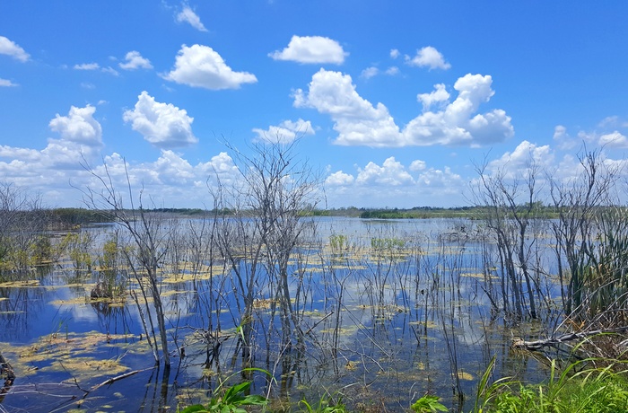 Smuk natur langs Lake Apopka Wildlife Drive i Florida, USA