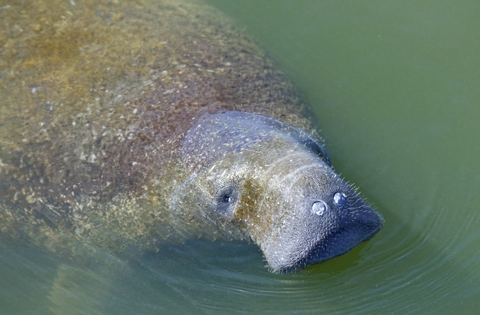 Manatee i Florida, USA