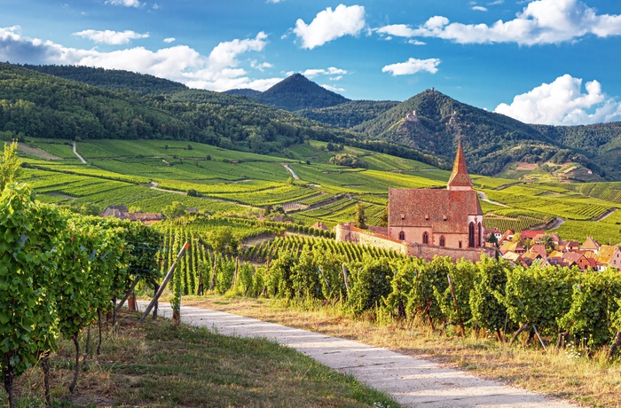 Vinmarker langs vinruten i Alsace, Frankrig