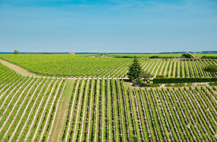 Vinmarker i Loiredalen, det nordvestlige Frankrig